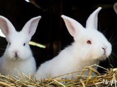 Кролики помесные крупные