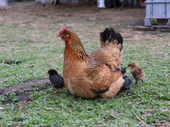 Курица наседка и цыплята