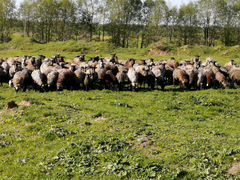 Овцы и ягнят романовский породы