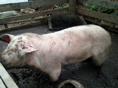 Продам свинью