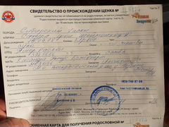 Сибирский хаски с документами в добрые руки