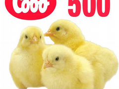 Цыплята кобб 500