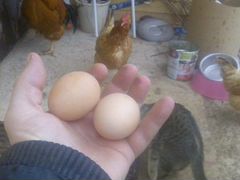 Яйцо инкубационное куриное и перепелиное, цыплята