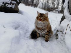 Вязка. Сибирский кот ищет невесту