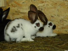 Кролики самки строкач и бабочка