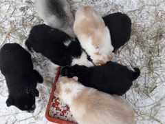 Продам щенков Восточно-Сибирской лайки
