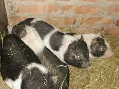 Вьетнамские свинки