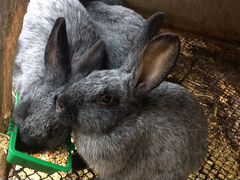 Кролики «Серебро»