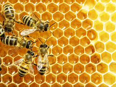 Пчелы перезимовавшие