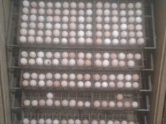 Инкубатор на 550 яиц