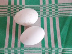 Инкубационное яйцо гусиное