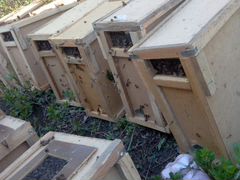 Пчелопакеты Санкт-петербурге