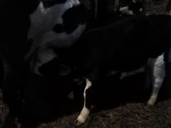 Продам корову на подсосе