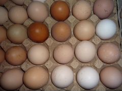 Инкубационное яйцо кур-несушек