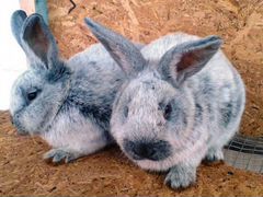 Кролики породы серебро и калифорния белые