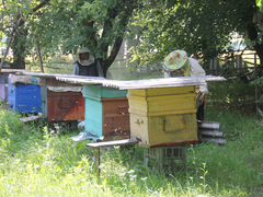 Пчелосемья на высадку