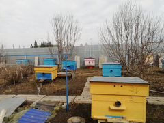 Продаём пчелосемьи