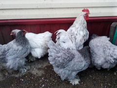 Петух и 3 курицы Кохинхин, Петух и 10 кур домашние