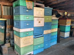 Пасека, пчелосемьи и инвентарь