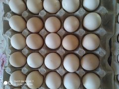 Инкубационные Яйца