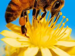 Пчелопакеты, пчёлы