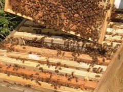 Улии, пчеловодство