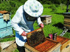 Пчелопакеты, пчелосемьи