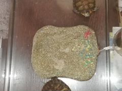 Красноухие черепахи с аквариумом, плотом и фильтро