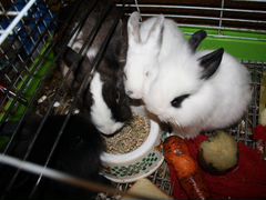 Милые пушистые кролики скрасят жизнь