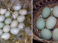 Яйца утки индийского бегунка для инкубации