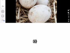 Яйцо инкубационное утки агидель
