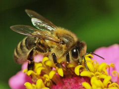 Улья с сильными пчелиными семьями