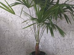 Пальма веерная в керамическом кашпо, 150 см