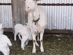 Три дойные козы с козлятами