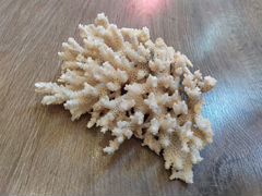 Настоящий морской кустовой коралл