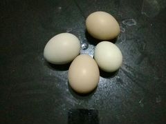 Скорлупа яиц