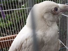 Ворон альбинос