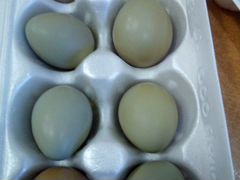 Яйцо на инкубацию под заказ