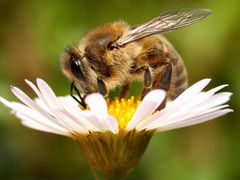 Пчелы в ульях
