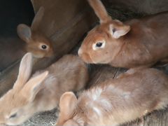 Кролики для дачи