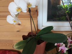Орхидеи, женское счастье