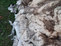 Продаю овечью шерсть