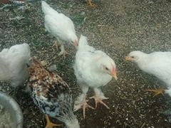 Подрощенные цыплята