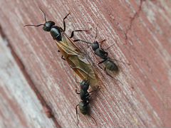 Матки Camponotus saxatilis