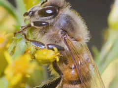 Улья пчелы