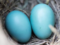 Голубые яйца