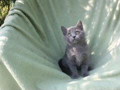 Британский голубой котенок (девочка)