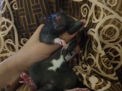 Крыса в добрые руки