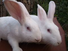 Кролики белый паннон и чёрно-бурые