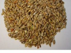 Зерносмесь: ячмень, пшеница